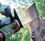 Best Hazardous Tree Removal  in Edisto, SC