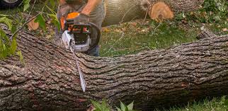  Edisto, SC Tree Care Pros