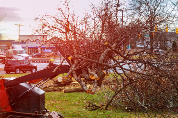 Best Tree Removal  in Edisto, SC