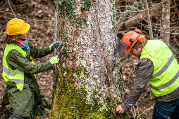 Best Commercial Tree Services  in Edisto, SC