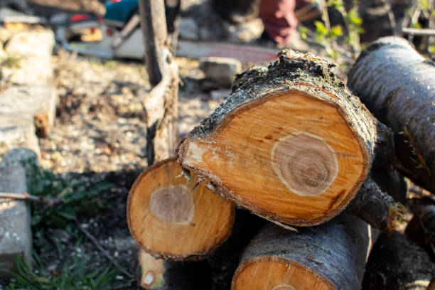 Mulching Services in Edisto, SC