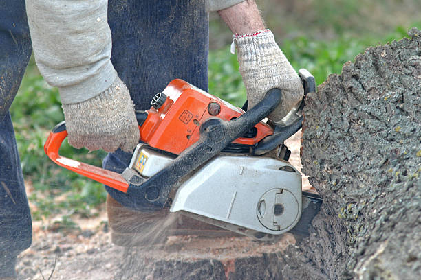 Best Tree Preservation Services  in Edisto, SC