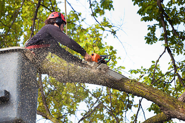Best Leaf Removal  in Edisto, SC