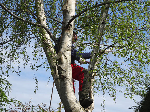 Best Root Management and Removal  in Edisto, SC