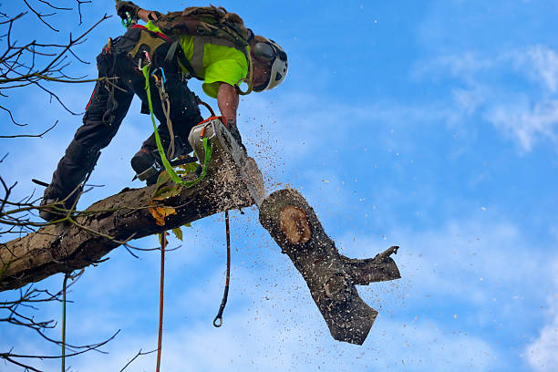 Best Pest Control for Lawns  in Edisto, SC