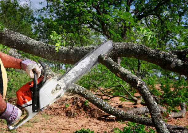 Best Lawn Mowing  in Edisto, SC
